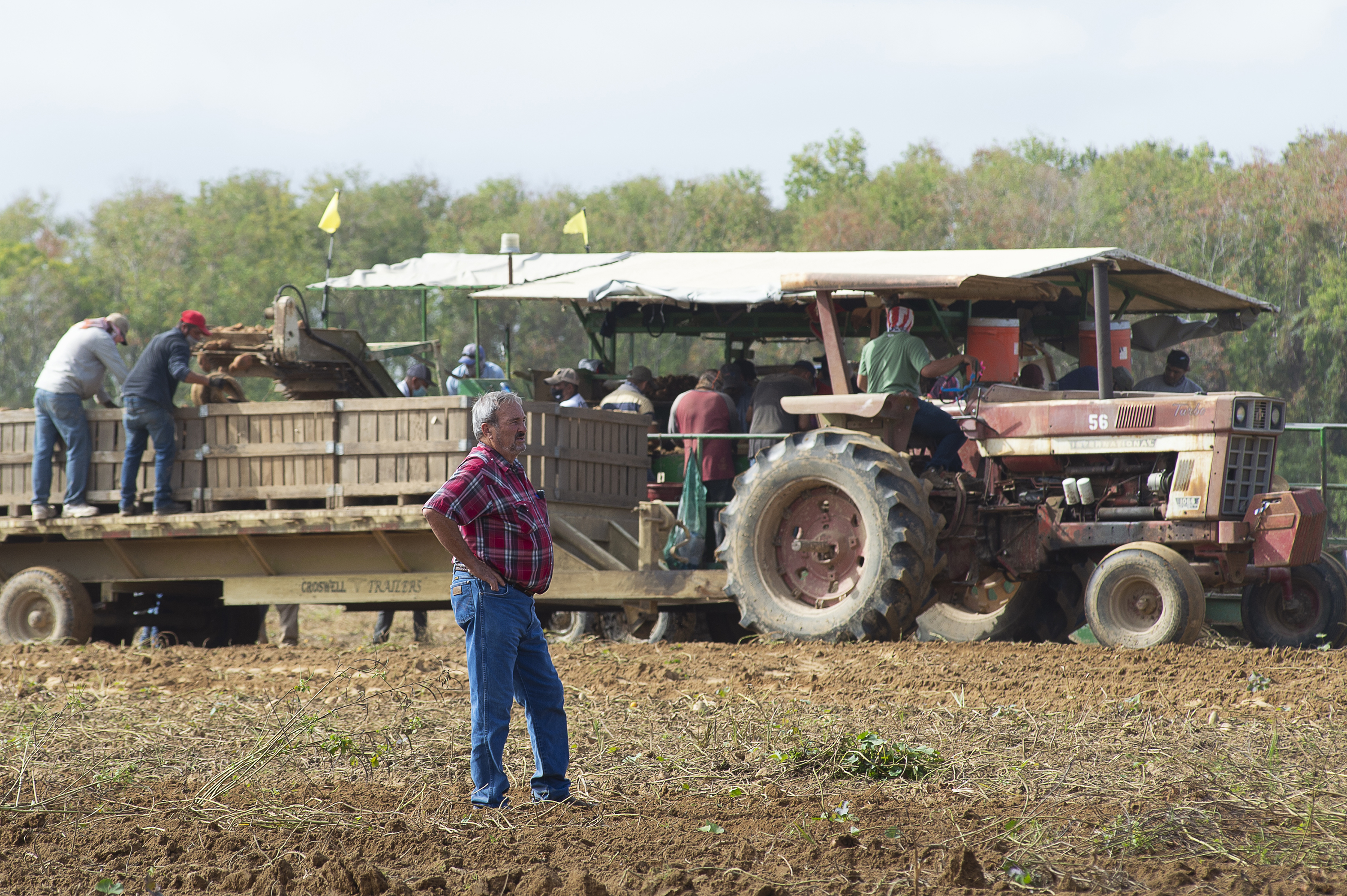 Busy tropical season causes problems for Louisiana sweet potato farmers 